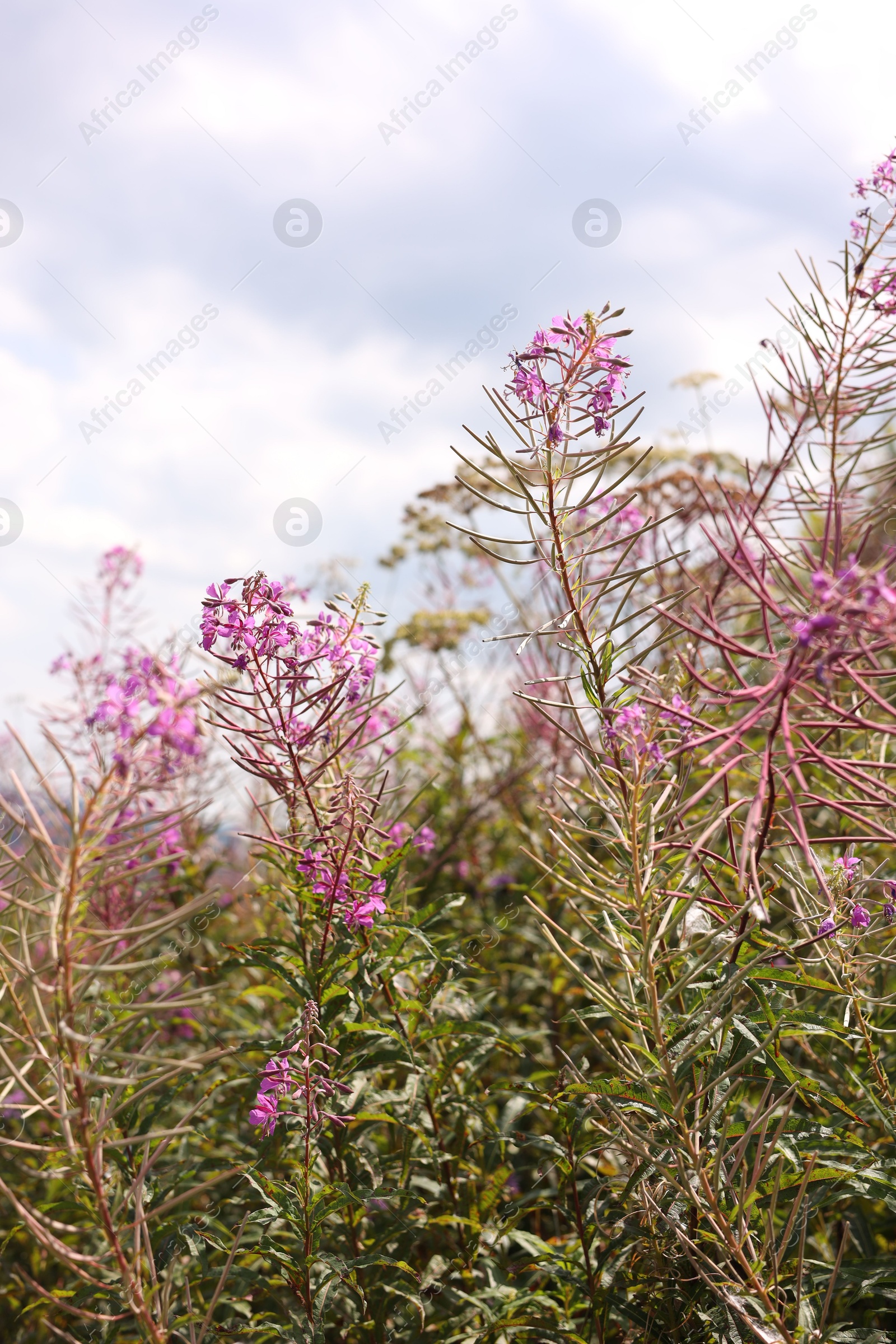 Photo of Many beautiful plants growing under cloudy sky, closeup