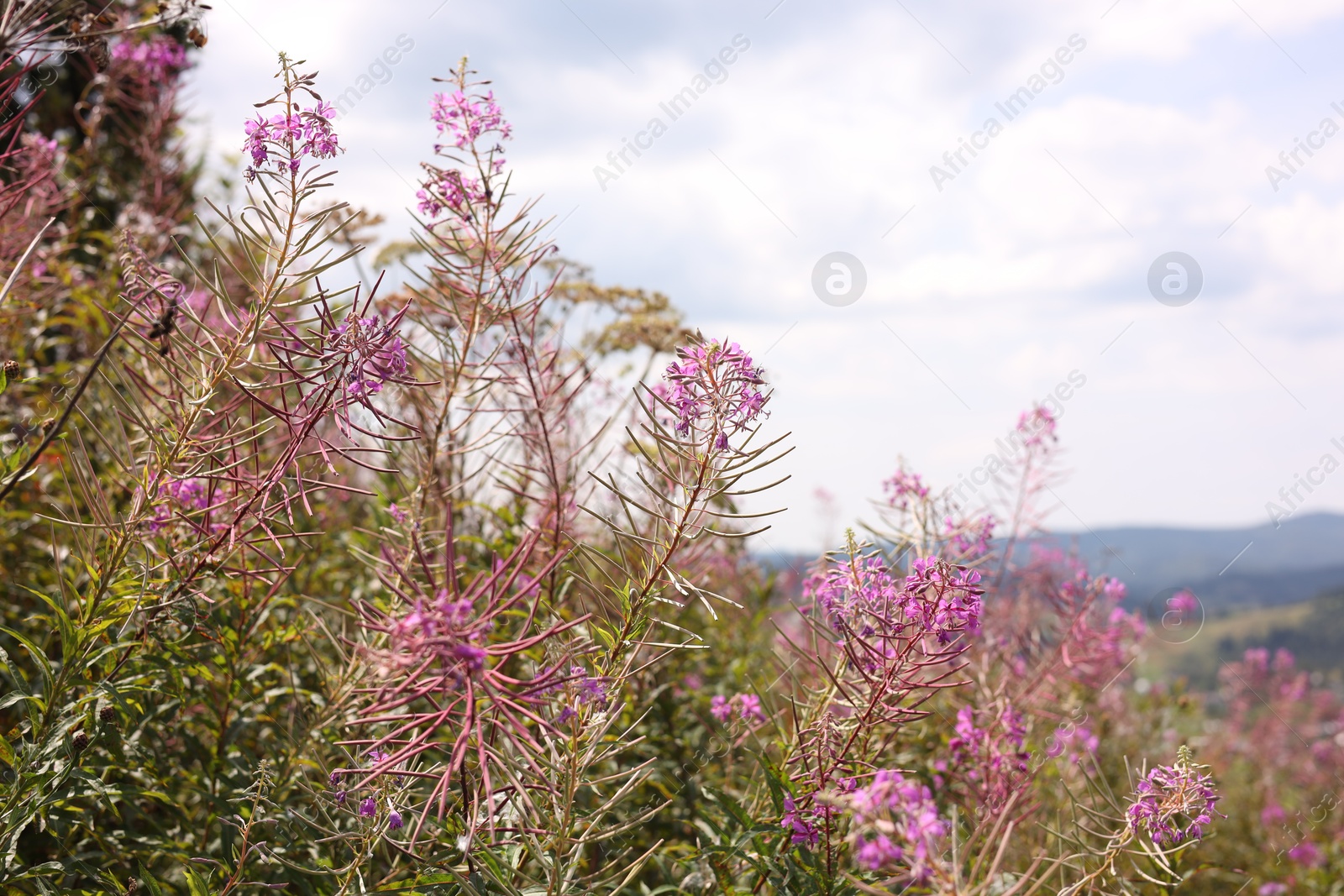 Photo of Many beautiful plants growing under cloudy sky, closeup