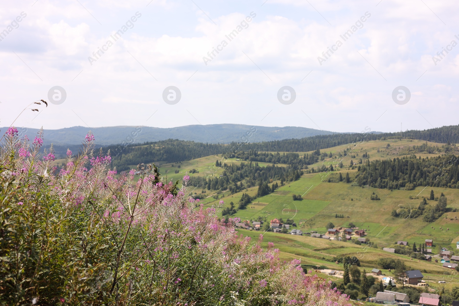 Photo of Many beautiful plants growing outdoors in mountains