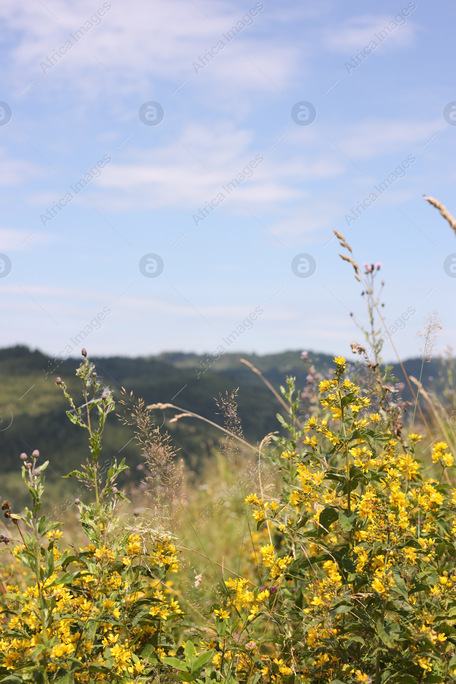 Photo of Many beautiful plants growing under blue sky