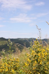 Photo of Many beautiful plants growing under blue sky