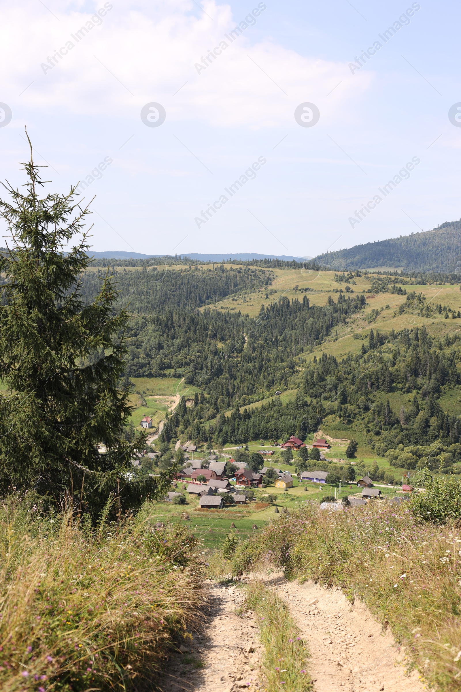 Photo of Beautiful plants, trees, houses and pathway outdoors