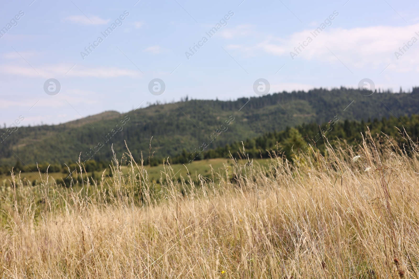 Photo of Many spikelets growing in mountains on sunny day