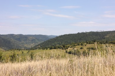 Photo of Many spikelets growing in mountains on sunny day