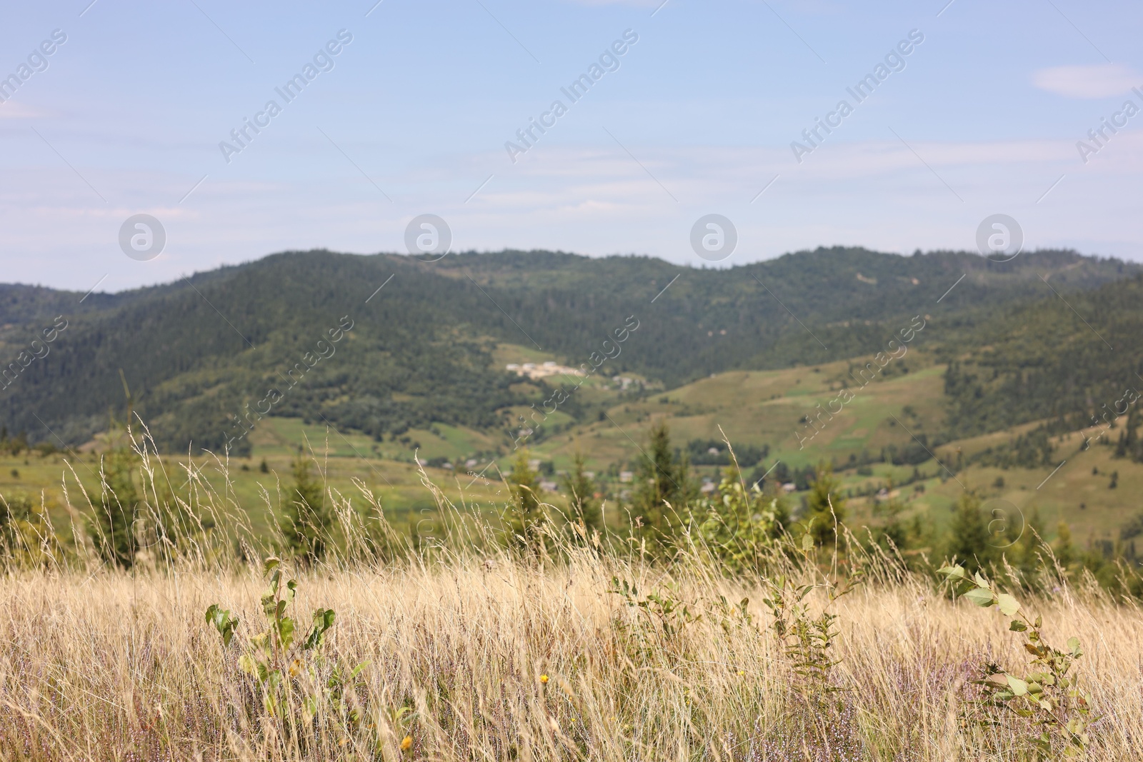 Photo of Many spikelets growing in mountains on sunny day