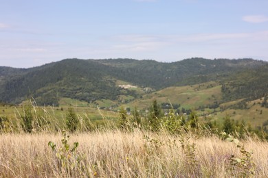 Photo of Many spikelets growing in mountains on sunny day