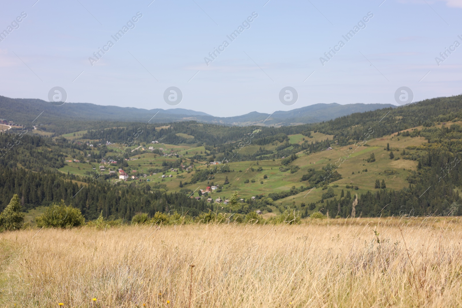 Photo of Many spikelets growing in mountains on sunny day