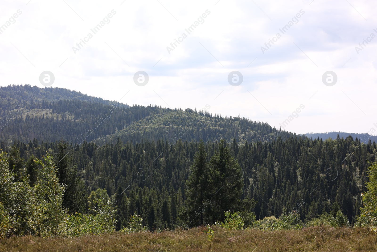 Photo of Green forest in mountains under beautiful sky