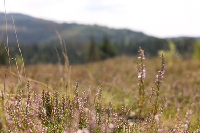 Photo of Many beautiful plants growing in mountains, closeup