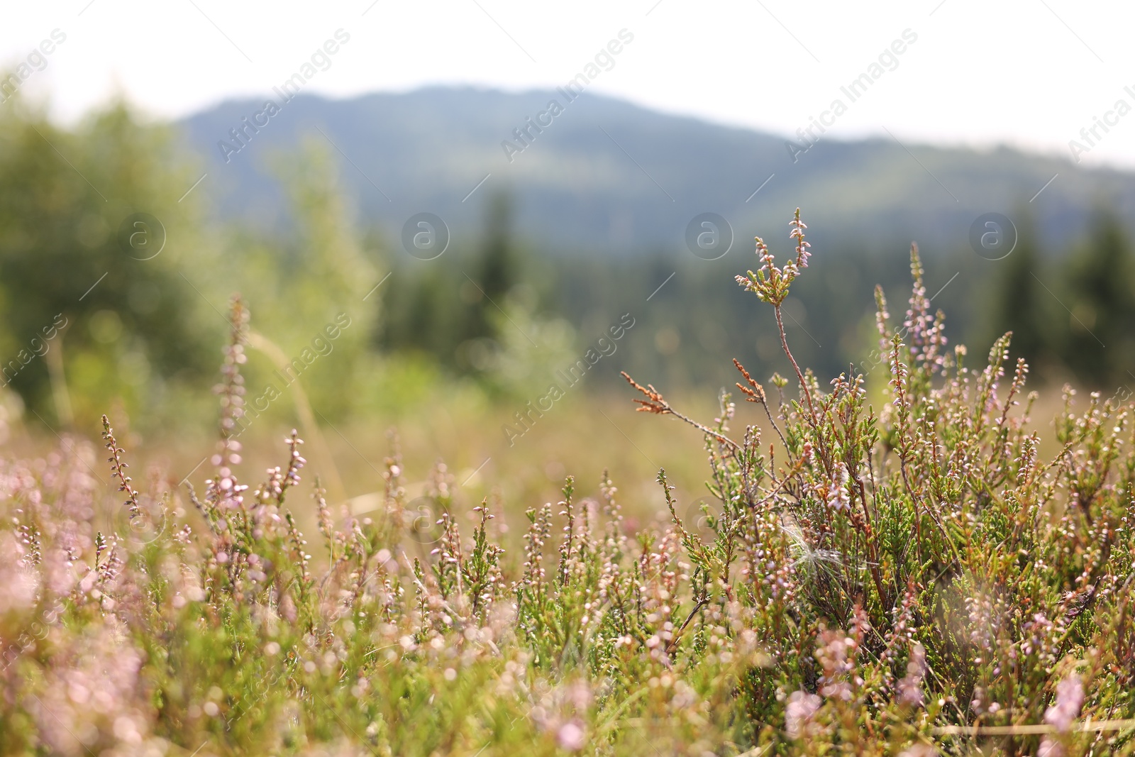 Photo of Many beautiful plants growing in mountains, closeup