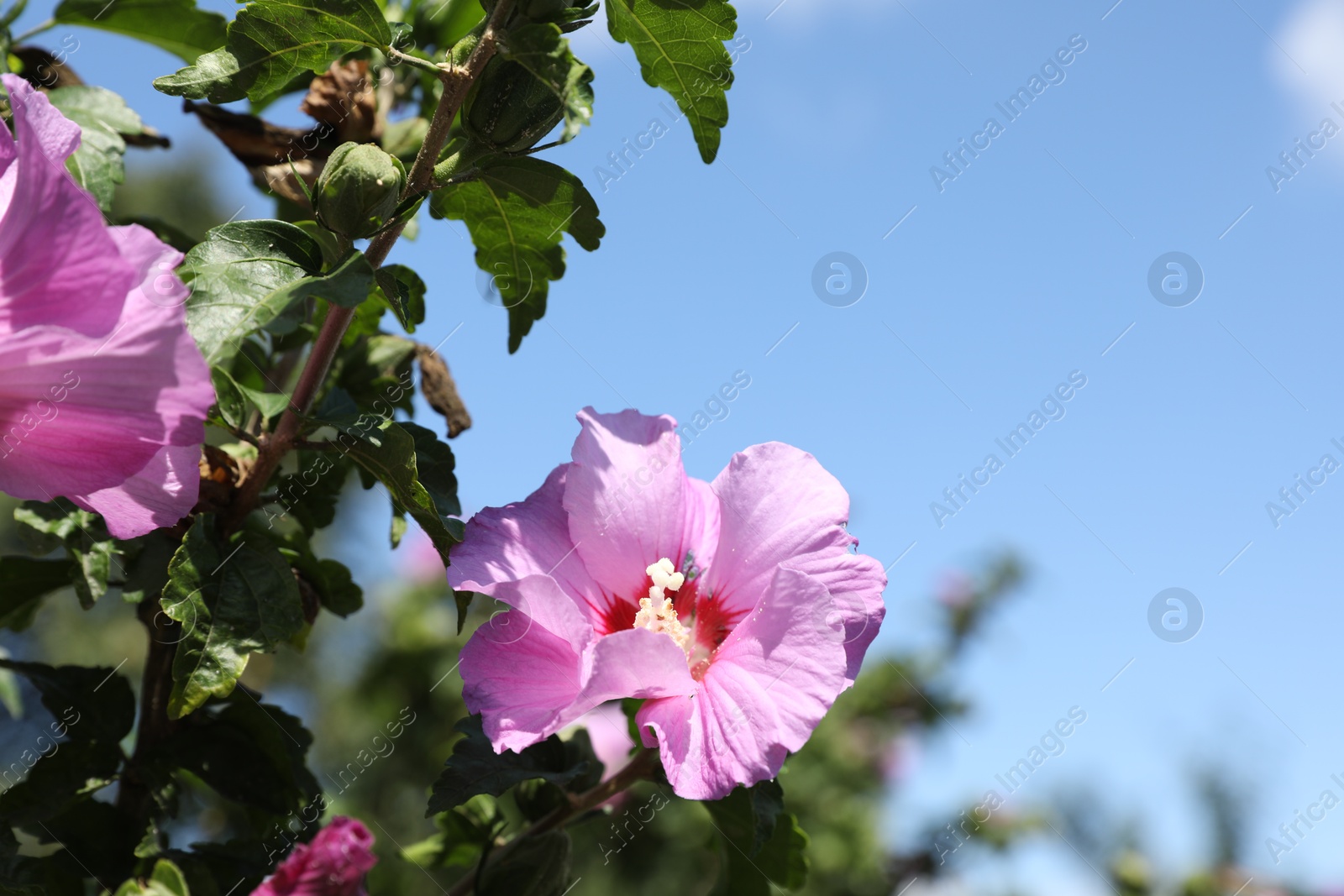 Photo of Bush with beautiful pink hibiscus flowers growing in garden, closeup