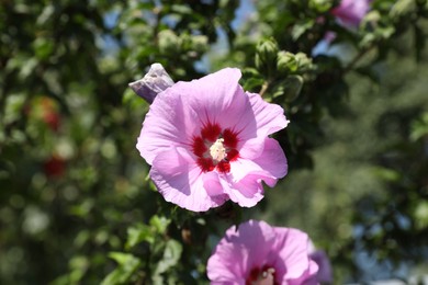 Photo of Bush with beautiful pink hibiscus flowers growing in garden, closeup