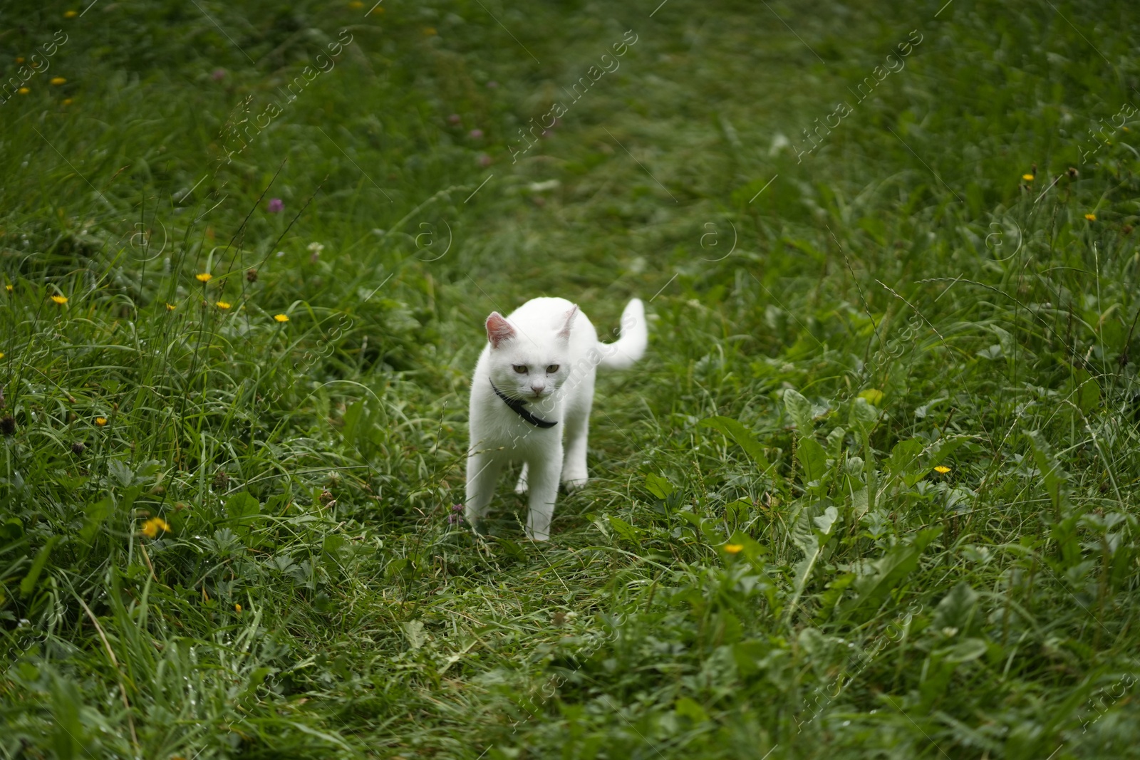 Photo of Cute white cat on green grass outdoors