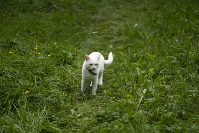 Cute white cat on green grass outdoors