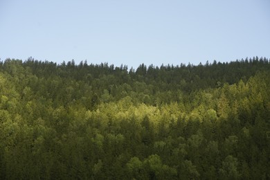 Photo of Green forest in mountains under blue sky