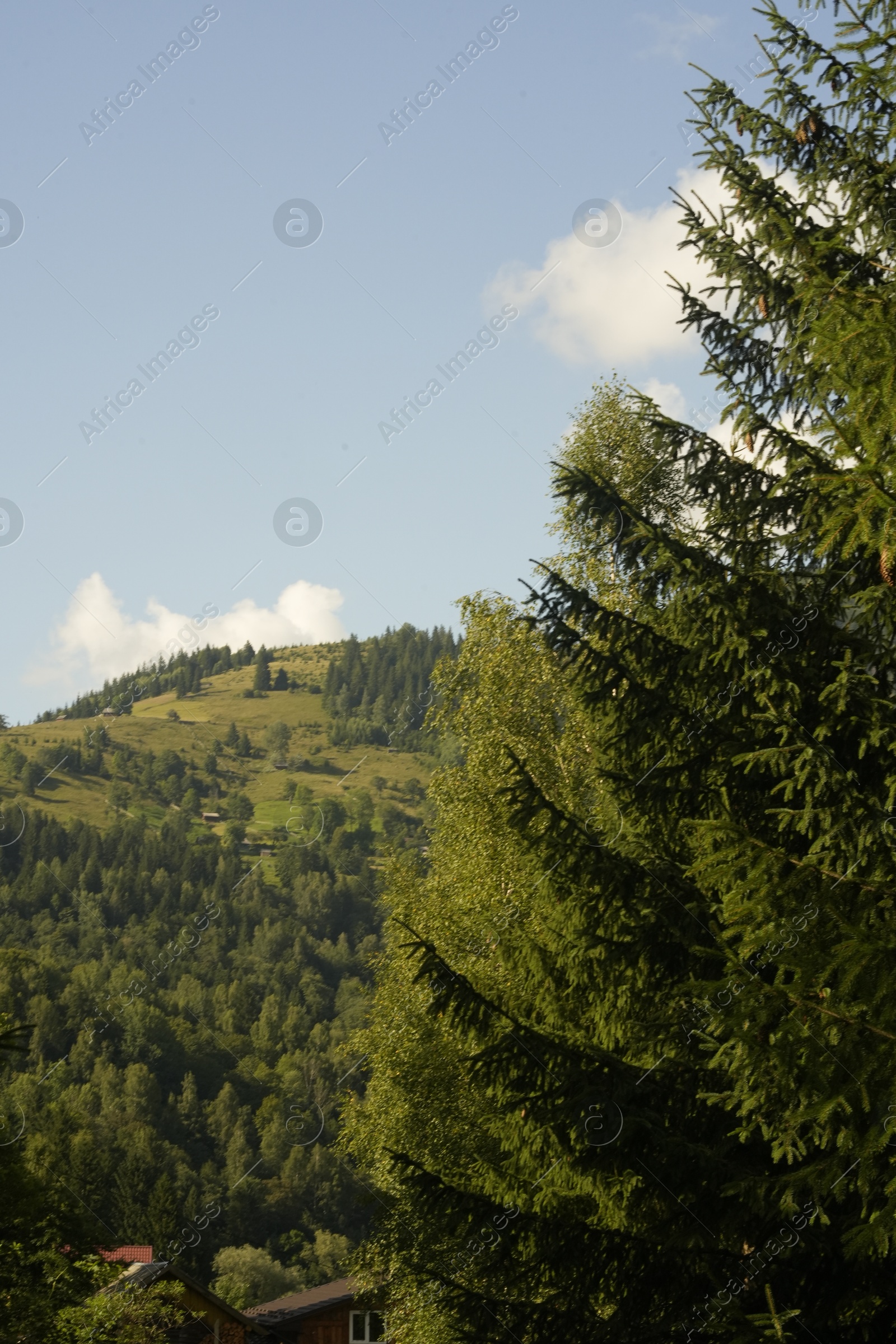 Photo of Beautiful view of forest in mountains under sky