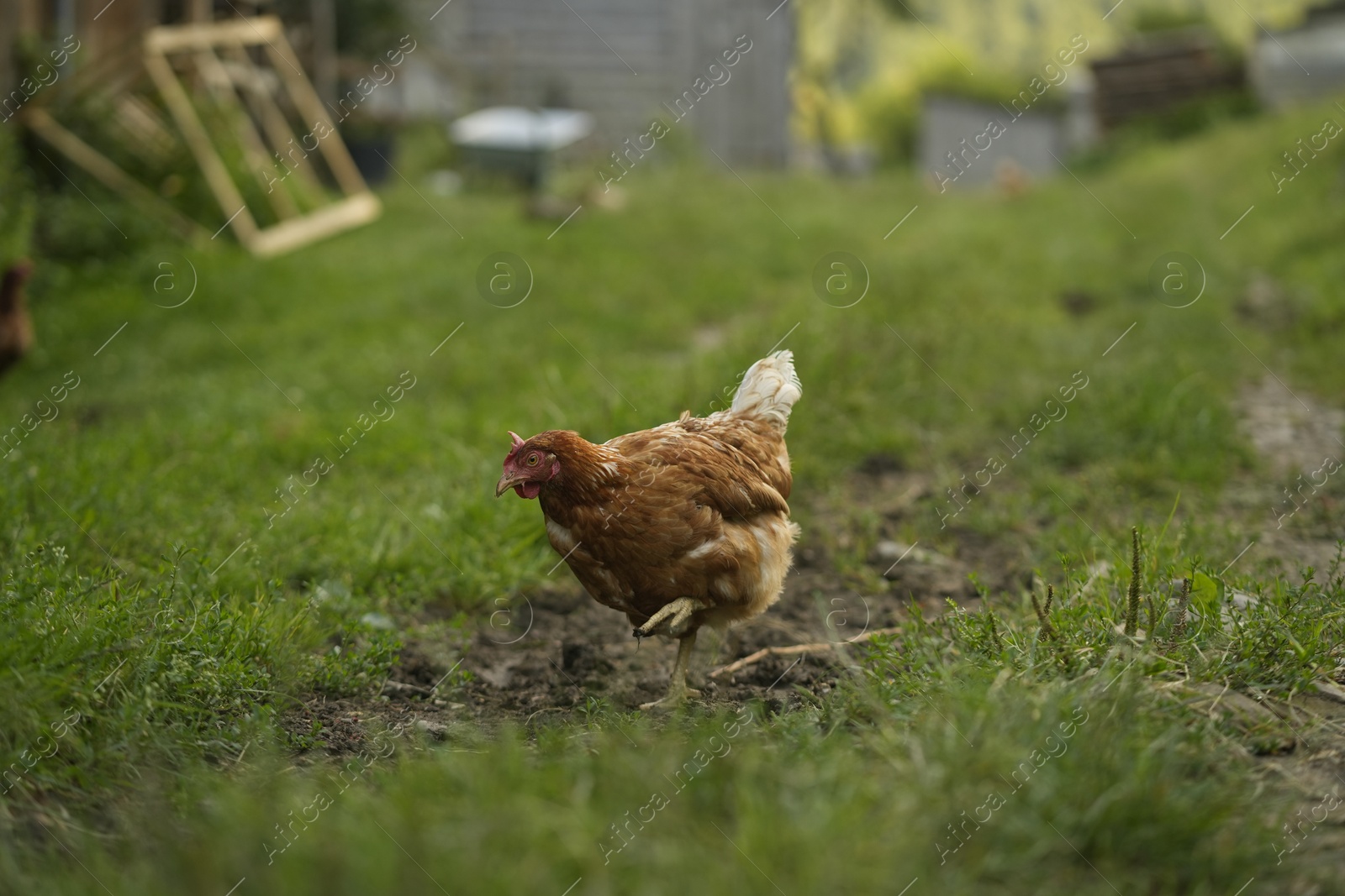 Photo of Cute hen grazing on green grass outdoors