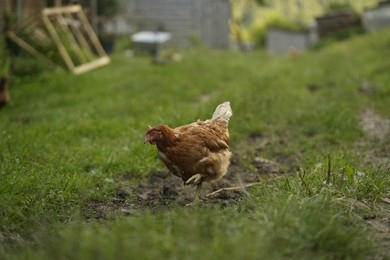 Cute hen grazing on green grass outdoors