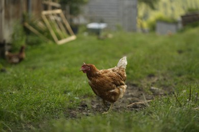 Photo of Cute hen grazing on green grass outdoors