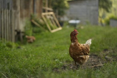 Cute hen grazing on green grass outdoors