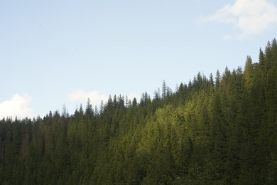 Photo of Green forest in mountains under blue sky