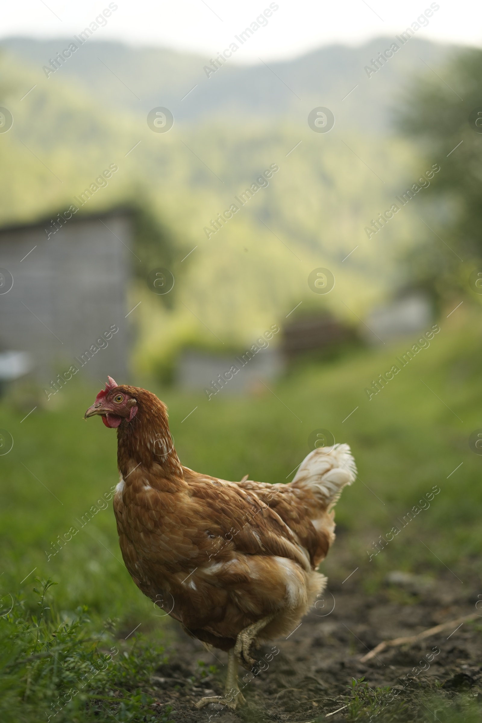 Photo of Cute hen grazing on green grass outdoors