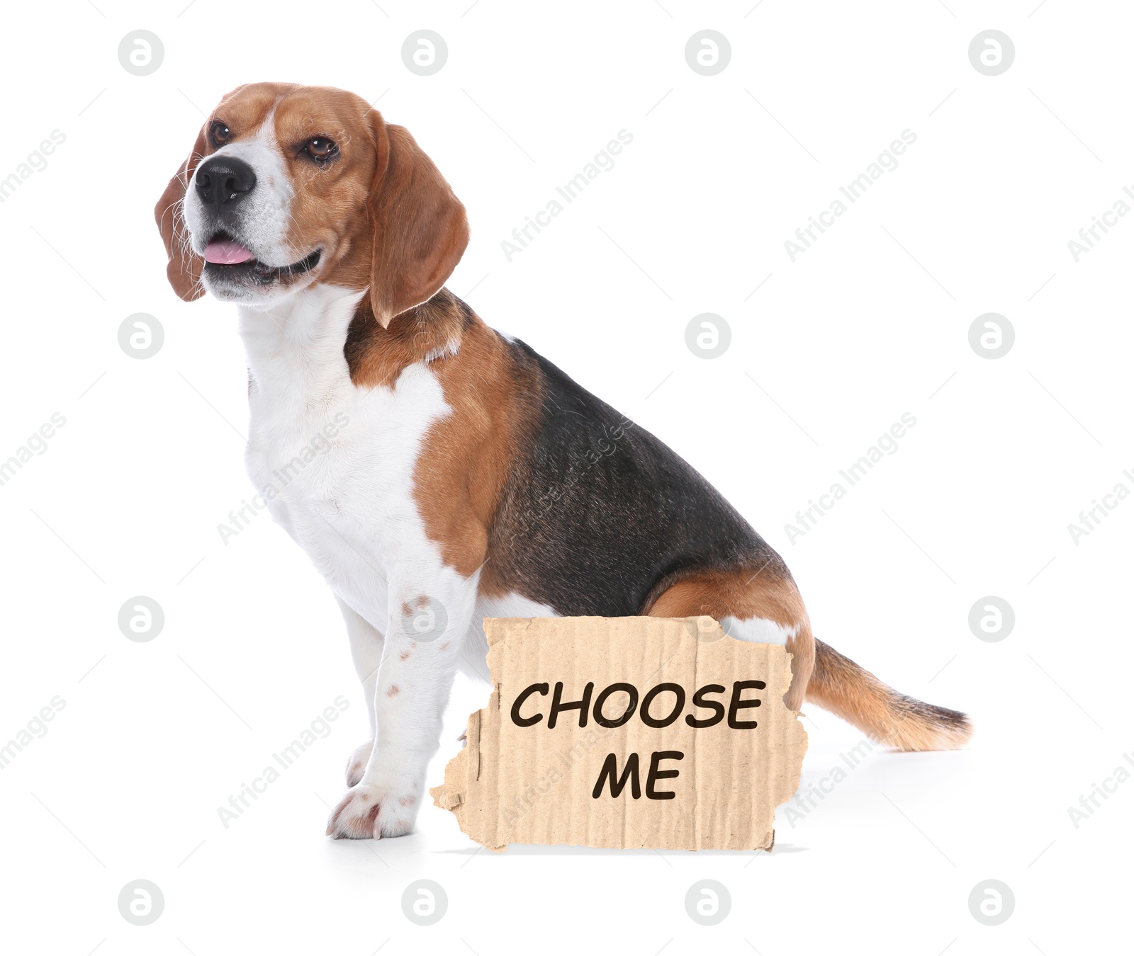 Image of Cute Beagle dog with sign Choose Me on white background. Pet adoption