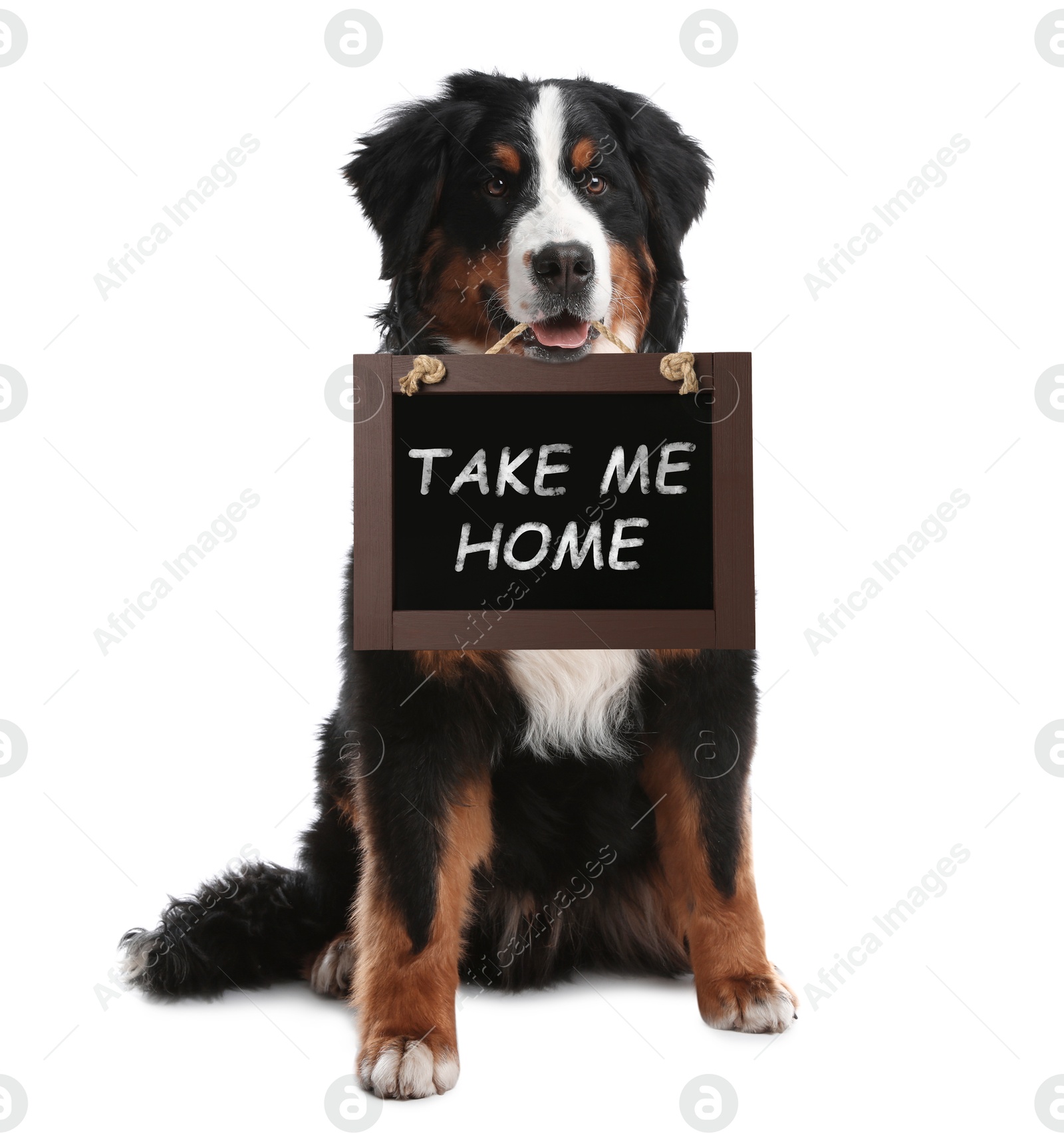 Image of Bernese mountain dog holding blackboard with phrase Take Me Home on white background. Pet adoption