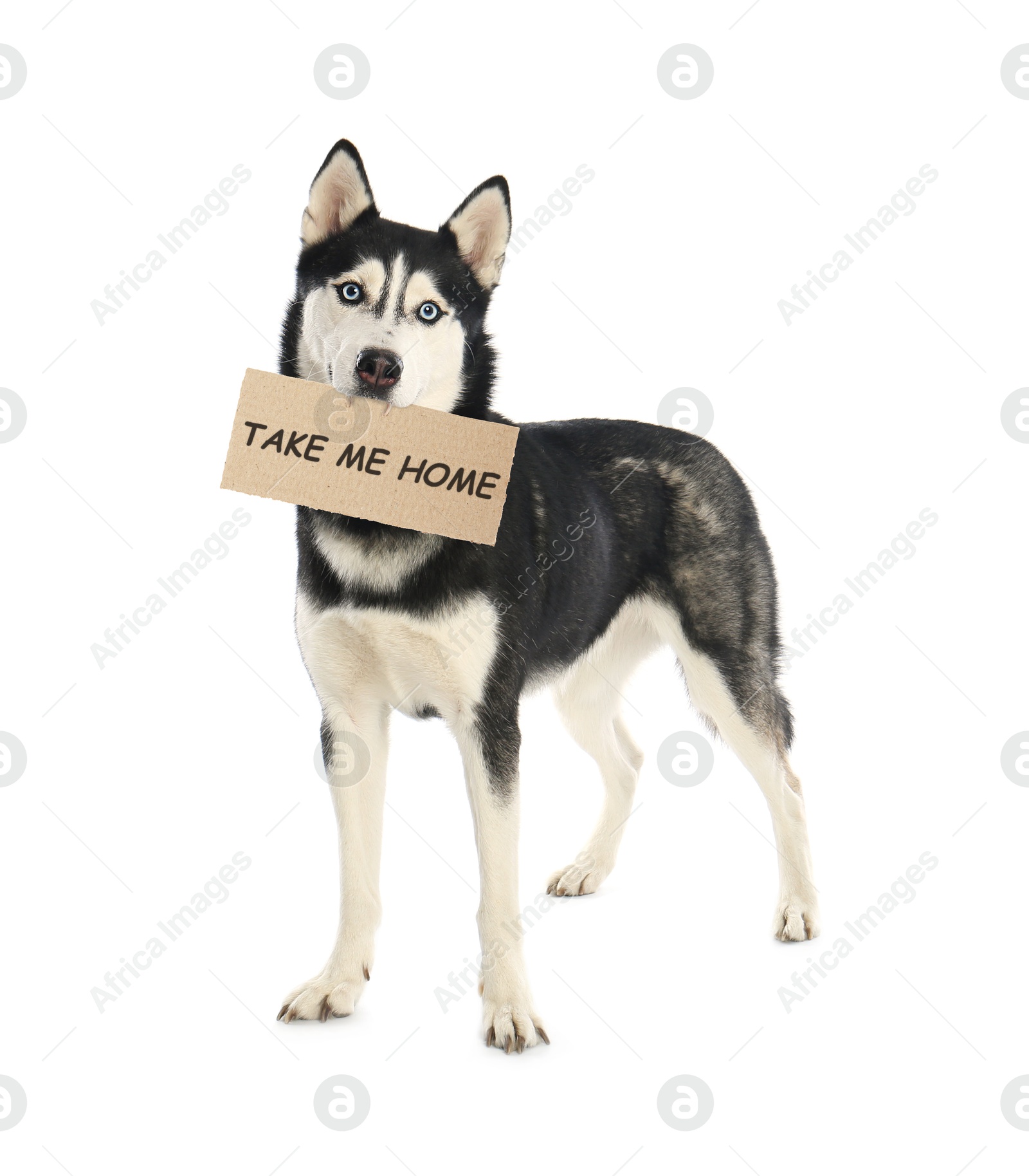 Image of Cute Siberian Husky dog holding sign Take Me Home on white background. Pet adoption