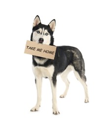 Image of Cute Siberian Husky dog holding sign Take Me Home on white background. Pet adoption