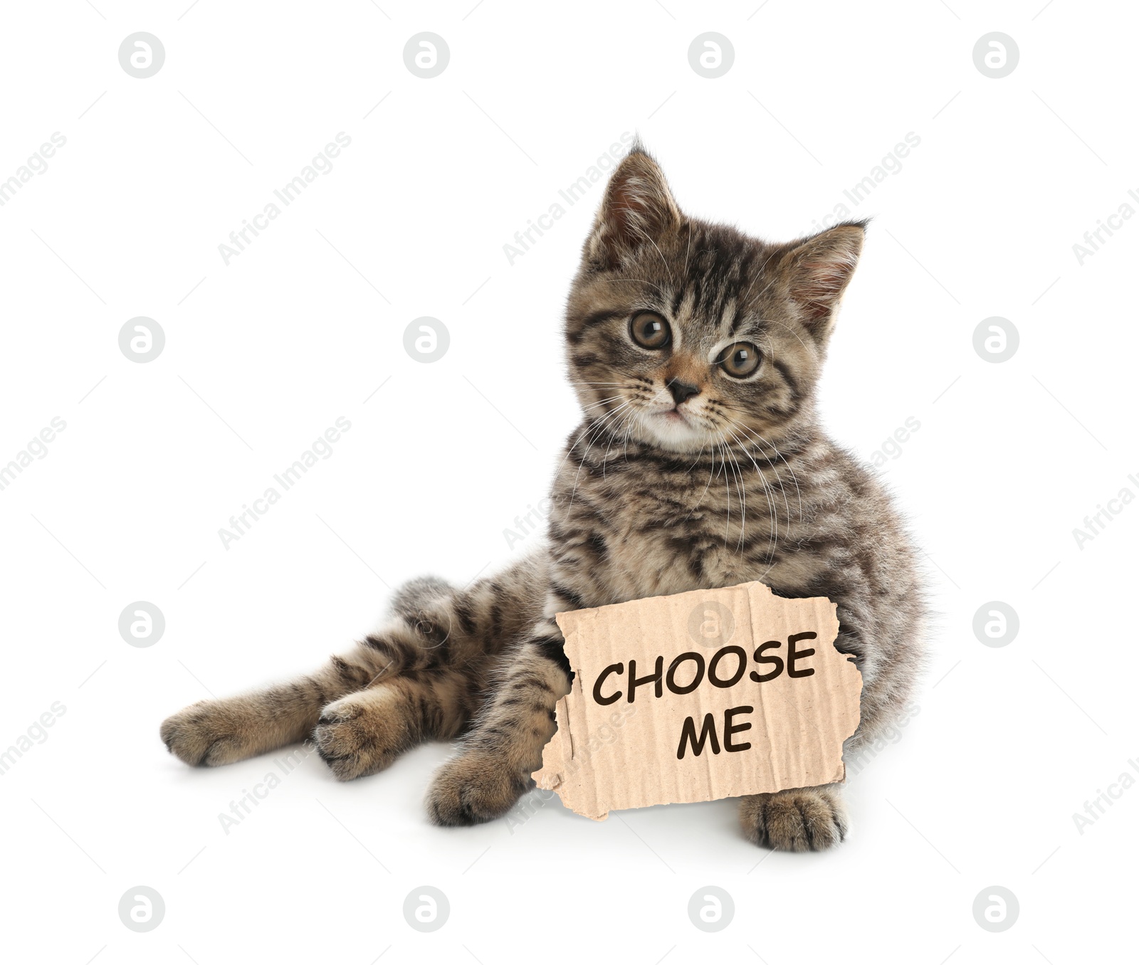 Image of Cute tabby kitten with sign Choose Me on white background. Pet adoption