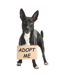 Image of Cute black dog with sign Adopt Me on white background. Pet adoption