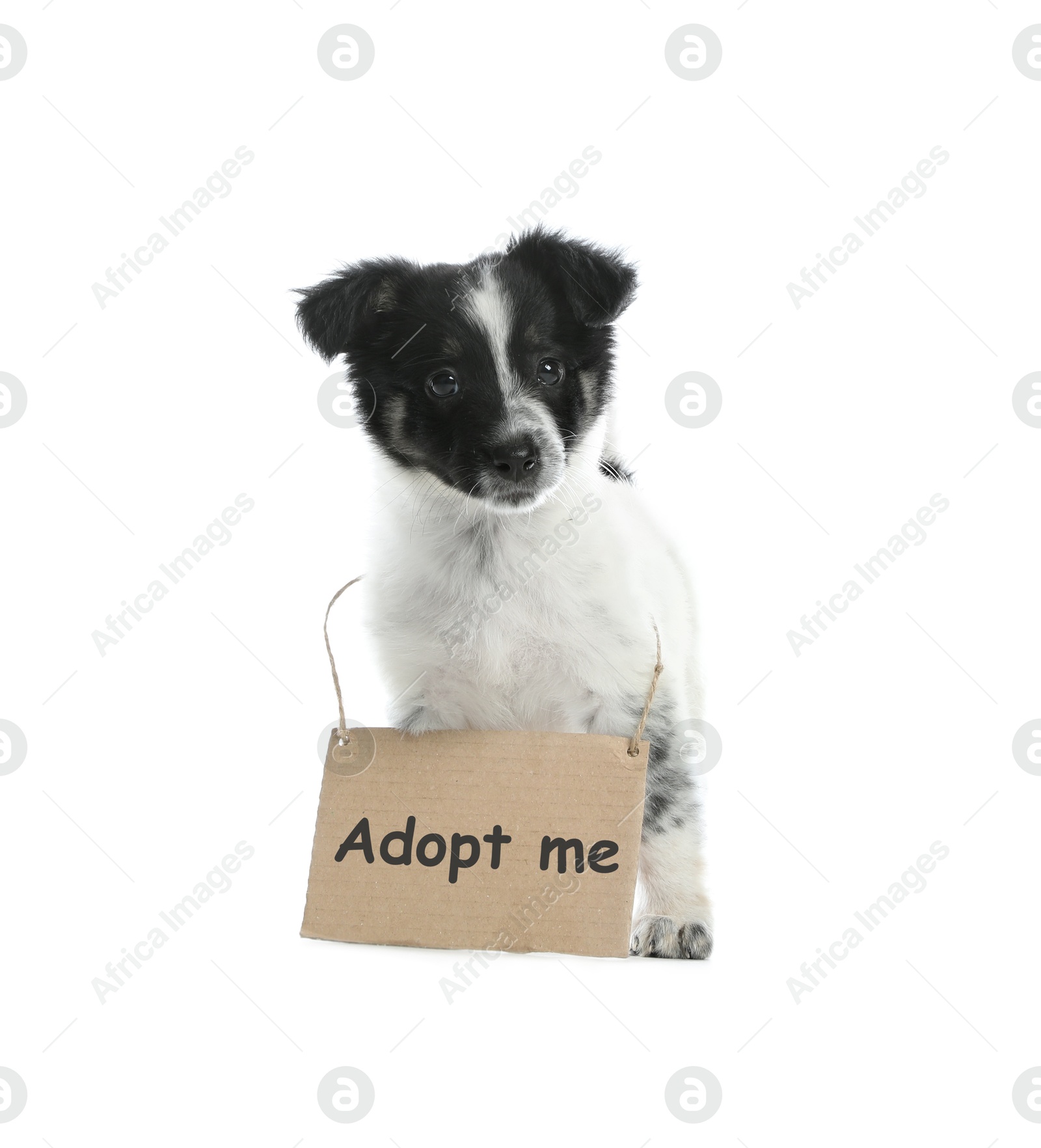 Image of Cute puppy with sign Adopt Me on white background. Pet adoption