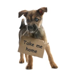 Image of Cute puppy with sign Take Me Home on white background. Pet adoption