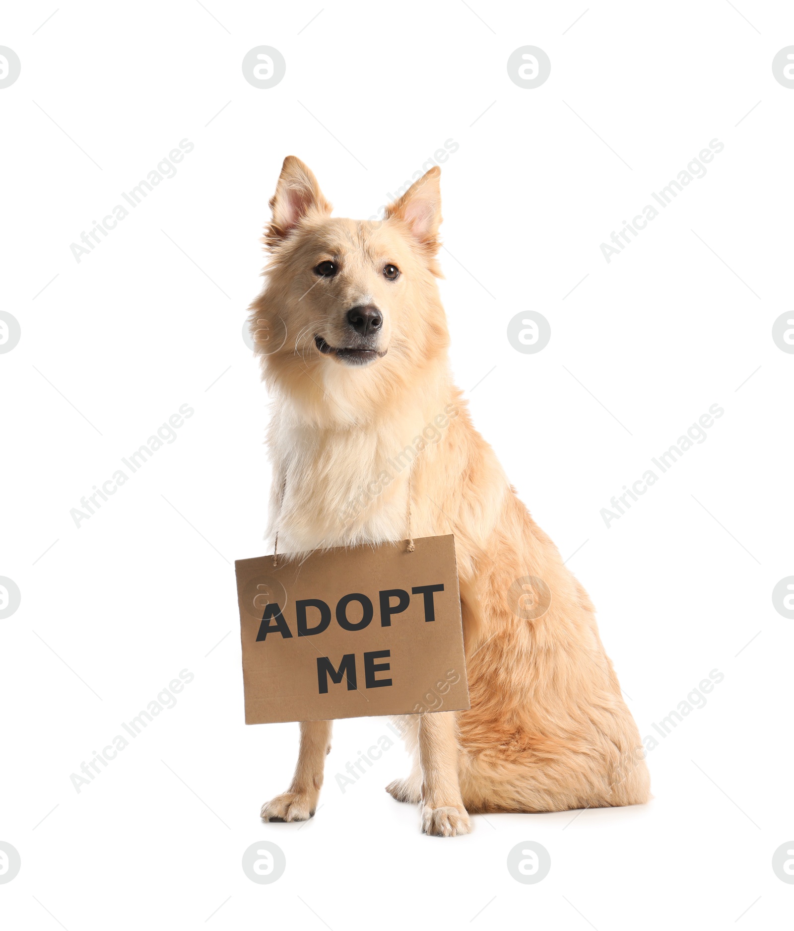 Image of Cute fluffy dog with sign Adopt Me on white background. Pet adoption