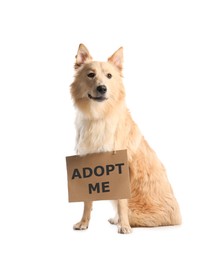 Cute fluffy dog with sign Adopt Me on white background. Pet adoption