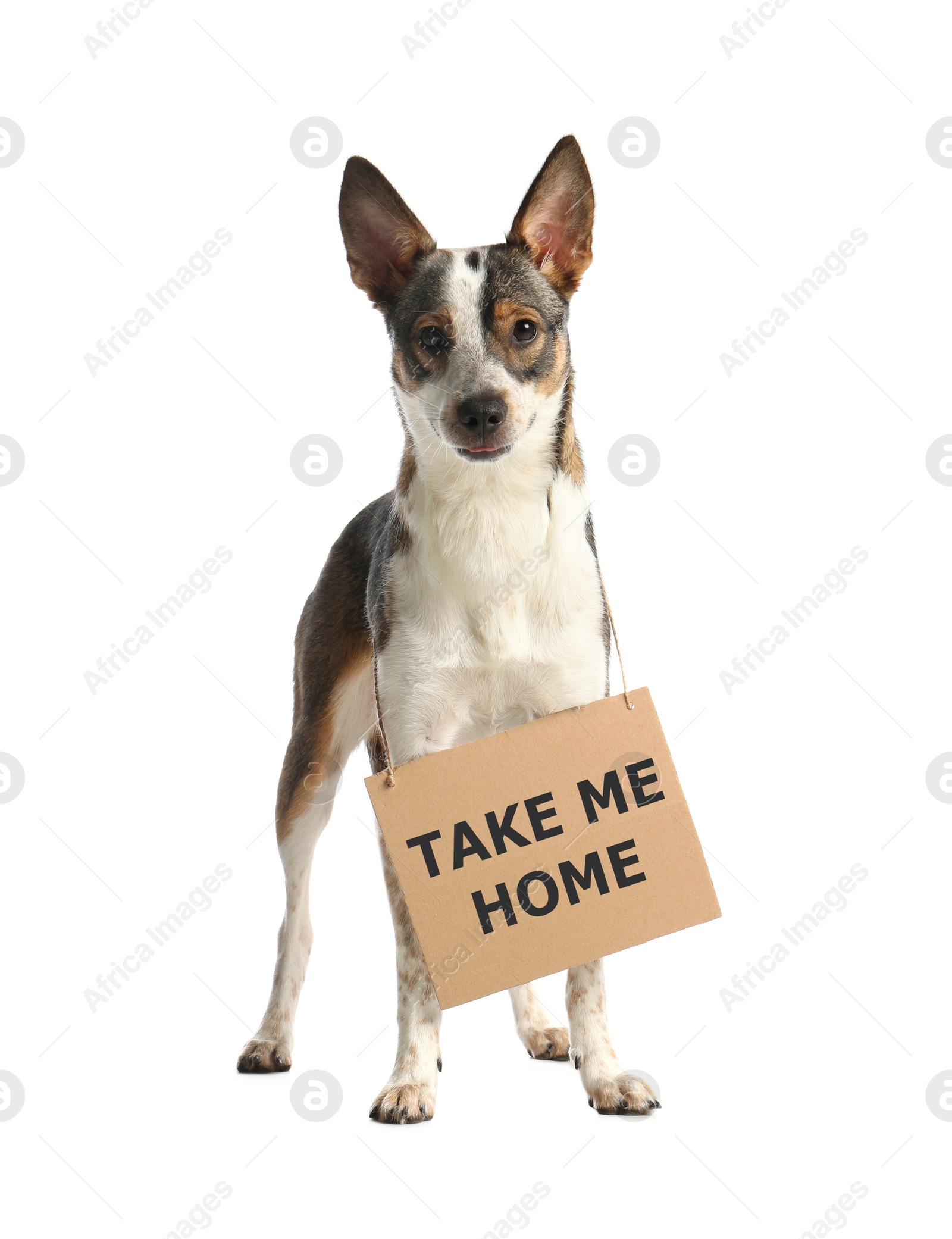 Image of Cute dog with sign Take Me Home on white background. Pet adoption