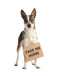 Cute dog with sign Take Me Home on white background. Pet adoption