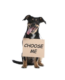 Image of Cute dog with sign Choose Me on white background. Pet adoption