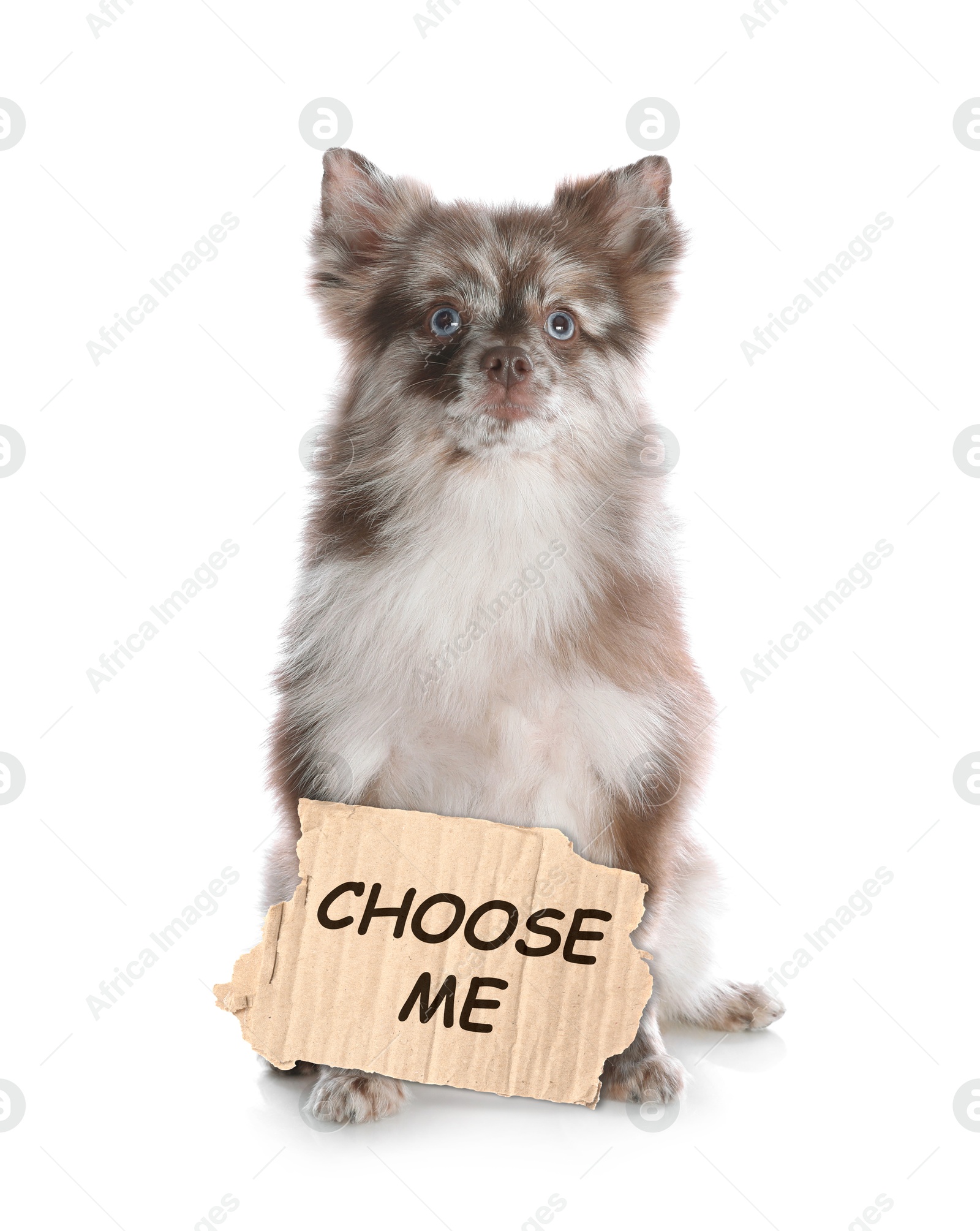 Image of Cute fluffy dog with sign Choose Me on white background. Pet adoption