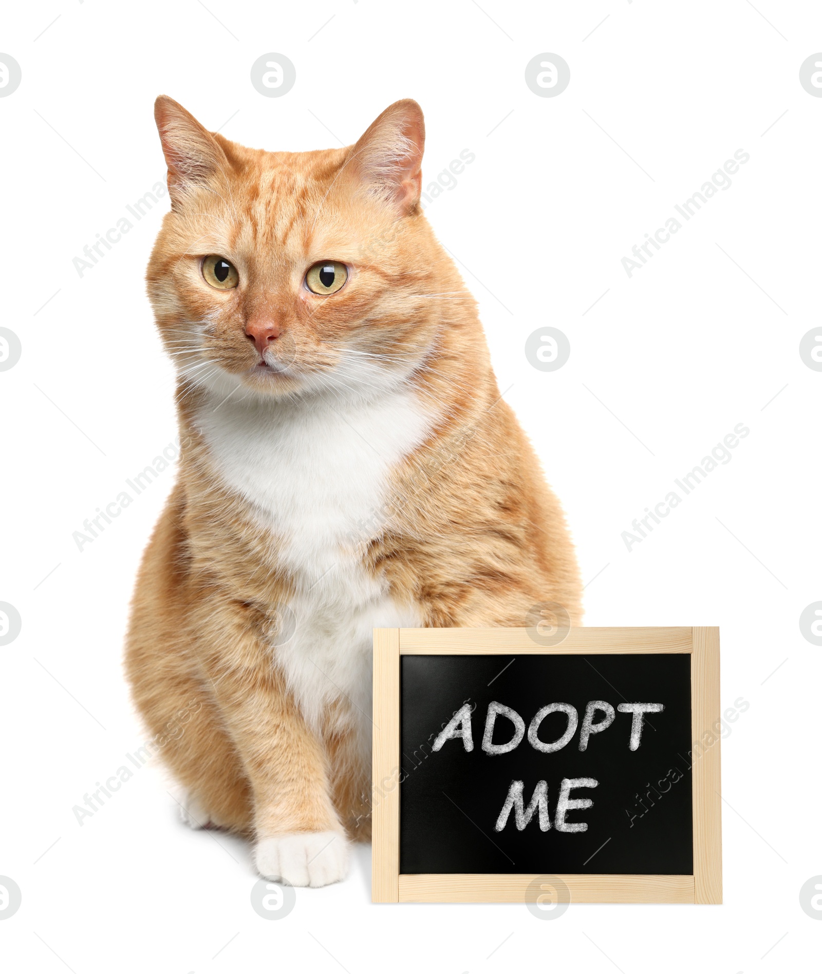 Image of Cute ginger cat near blackboard with phrase Adopt Me on white background. Pet adoption