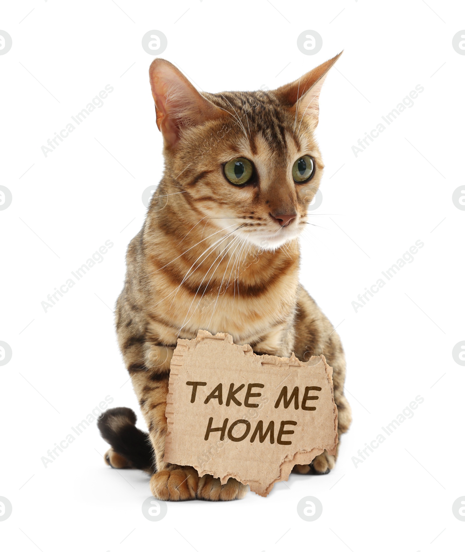 Image of Cute Bengal cat with sign Take Me Home on white background. Pet adoption