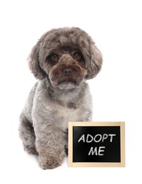 Cute Maltipoo dog near blackboard with phrase Adopt Me on white background. Pet adoption