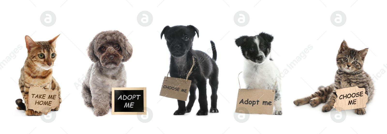 Image of Adorable dogs and cats with signs on white background. Pet adoption