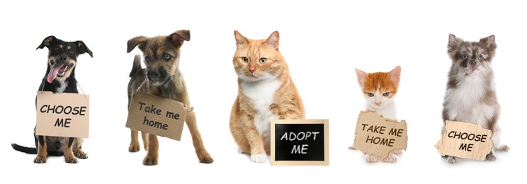 Image of Adorable dogs and cats with signs on white background. Pet adoption