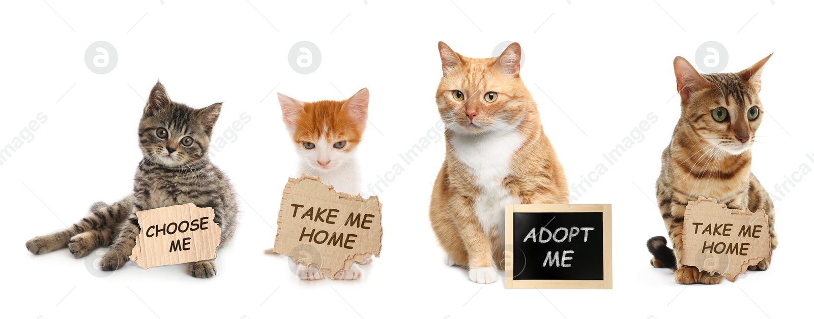 Image of Cute cats with signs on white background. Pet adoption