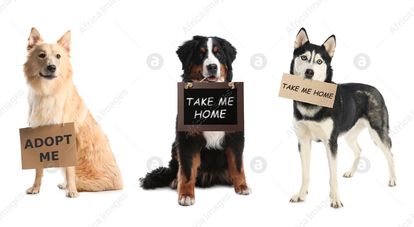 Image of Cute dogs with signs on white background. Pet adoption