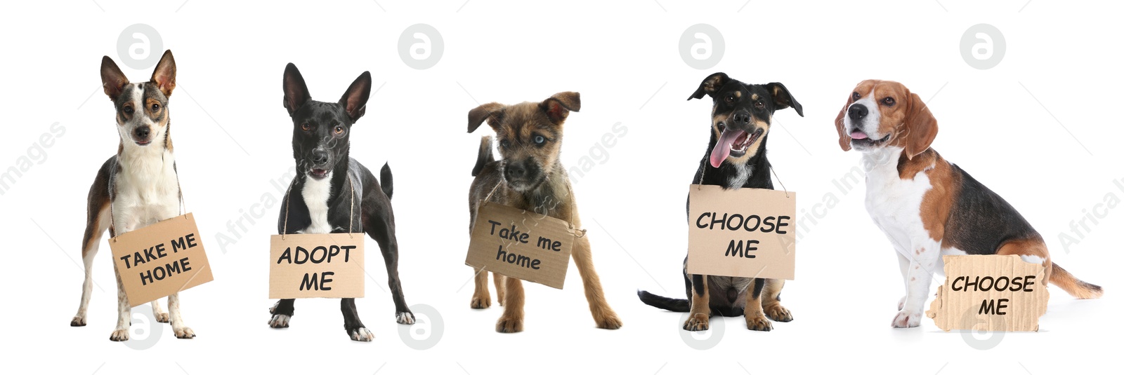 Image of Cute dogs with signs on white background. Pet adoption