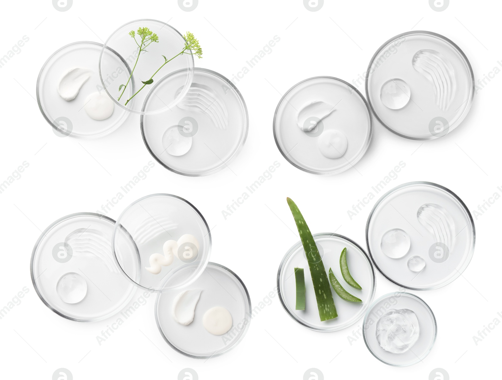 Image of Petri dishes with cosmetic products and plant isolated on white, top view. Set