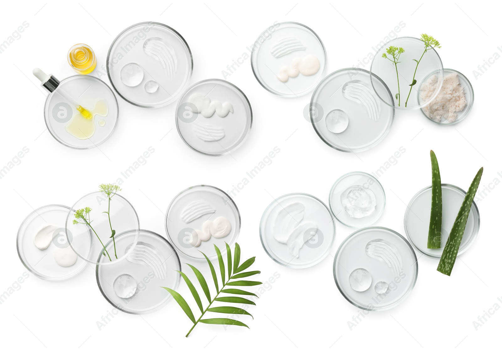 Image of Petri dishes with cosmetic products and plant isolated on white, top view. Set